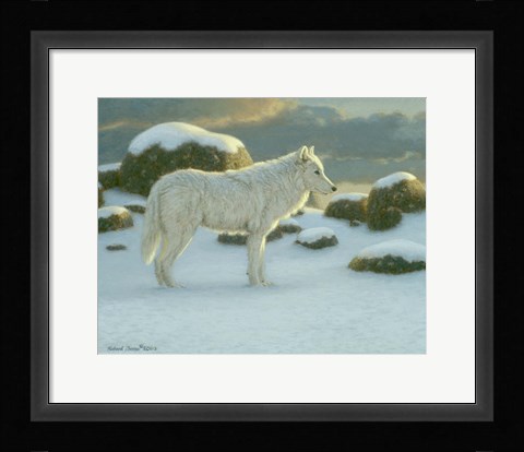 Framed White Wolf Print