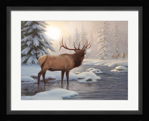 Framed Elk Bugleing Print
