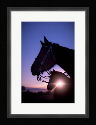 Framed Morning Glory Print