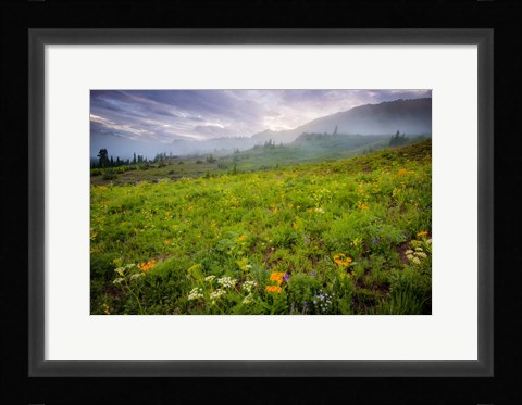Framed Colorado Flowers Print