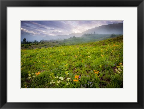 Framed Colorado Flowers Print