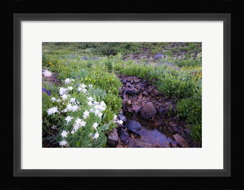 Framed Field of Beauty II Print