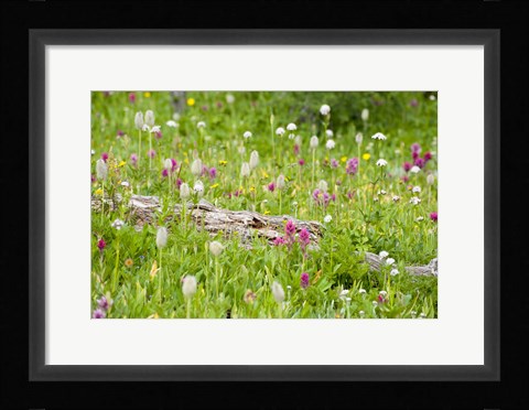 Framed Meadow Of Color Print