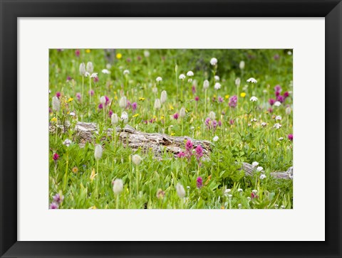 Framed Meadow Of Color Print