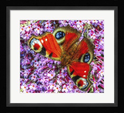Framed Peacock Butterfly 2 Print