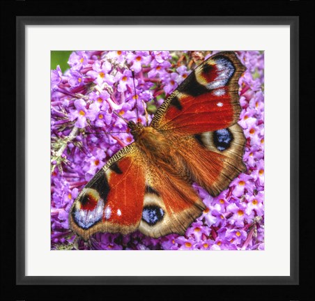 Framed Peacock Butterfly 1 Print