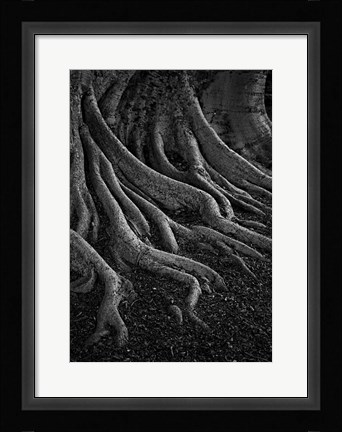 Framed Entrenched Print