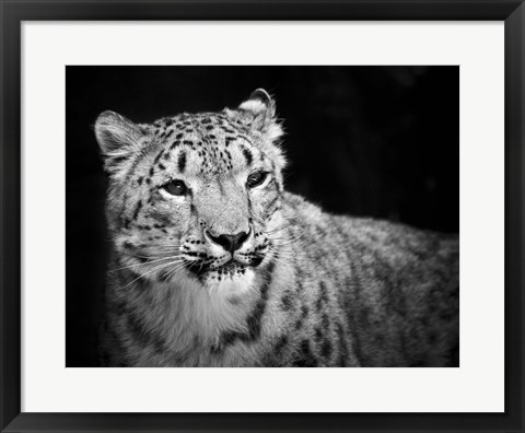 Framed Snow Leopard Print