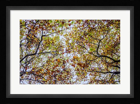 Framed Autumn Colors Print