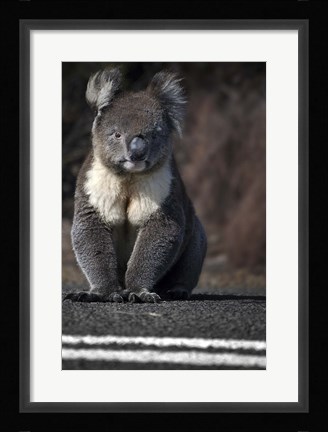 Framed Playing Chicken Print