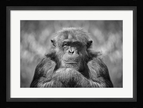 Framed Chimp Print