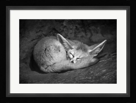 Framed Fennec Fox Print