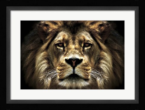 Framed Lion Print