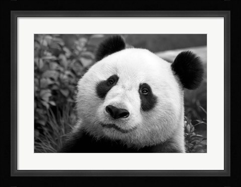 Framed Giant Panda Print