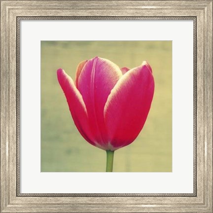 Framed Tulip in Fuchsia I Print