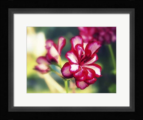 Framed Pink Blossom I Print