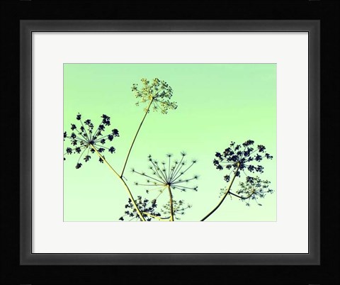 Framed Cow Parsley II Print