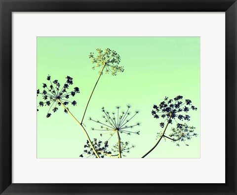 Framed Cow Parsley II Print