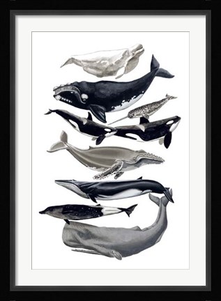 Framed Whale Display I Print