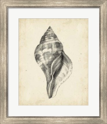 Framed Antique Shell Study II Print