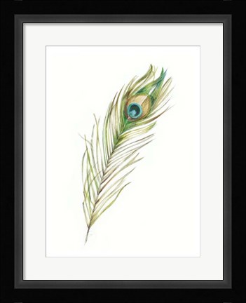 Framed Watercolor Peacock Feather II Print