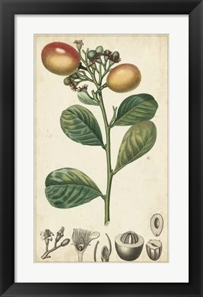 Framed Exotic Fruits II Print
