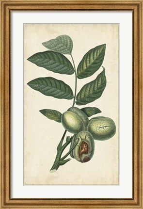 Framed Exotic Fruits IV Print