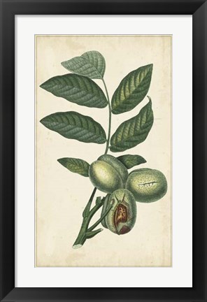 Framed Exotic Fruits IV Print