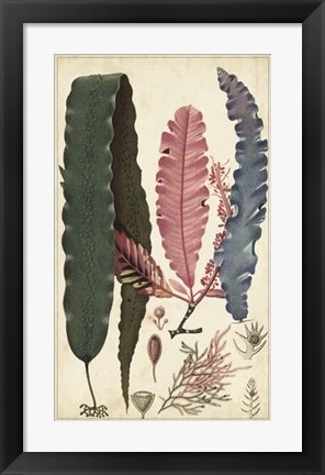 Framed Turpin Seaweed II Print