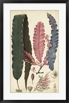 Framed Turpin Seaweed II Print