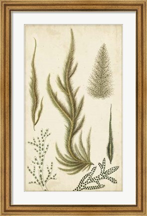 Framed Turpin Seaweed IV Print