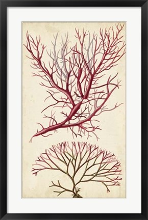 Framed Turpin Seaweed V Print