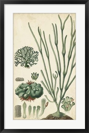 Framed Turpin Seaweed VI Print