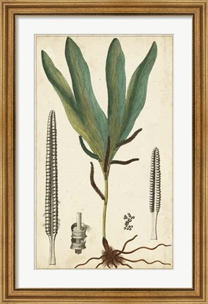 Framed Foliage Botanique II Print