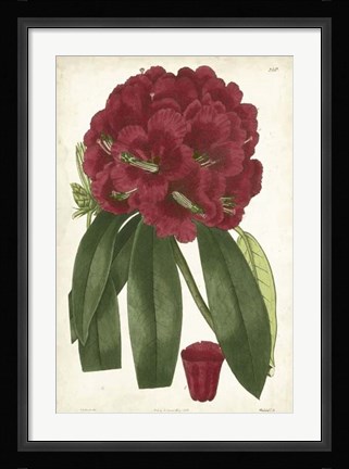 Framed Antique Rhododendron I Print