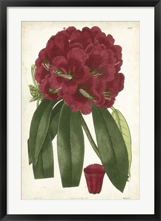 Framed Antique Rhododendron I Print