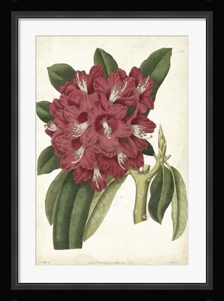 Framed Antique Rhododendron II Print