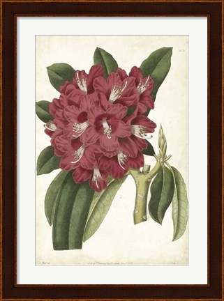 Framed Antique Rhododendron II Print