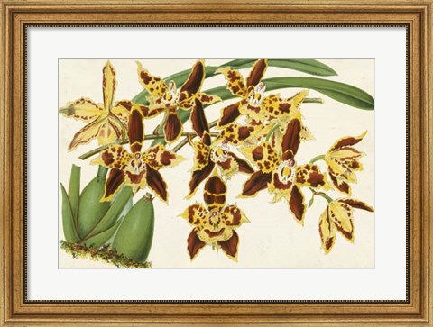 Framed Graceful Orchids I Print
