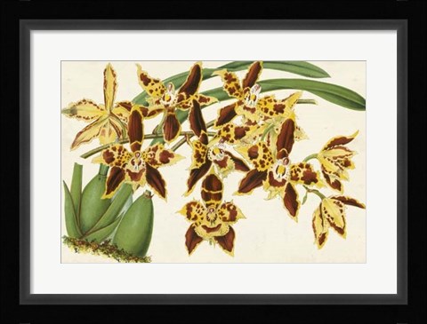 Framed Graceful Orchids I Print