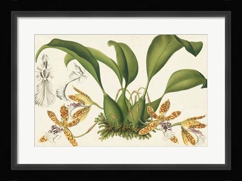 Framed Graceful Orchids II Print