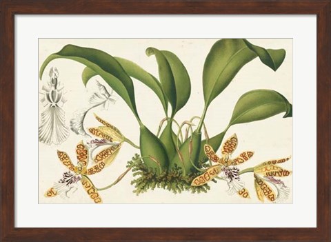 Framed Graceful Orchids II Print