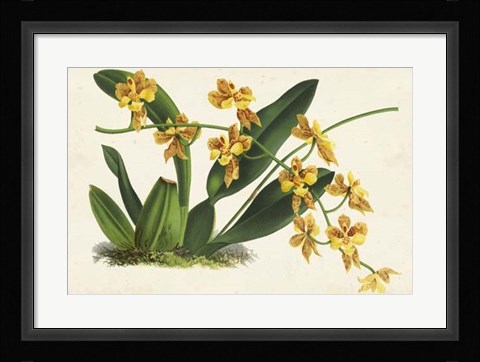 Framed Graceful Orchids III Print