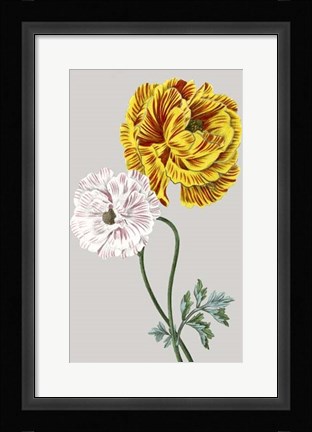 Framed Vintage Garden Varieties III Print