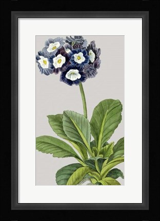 Framed Vintage Garden Varieties IV Print