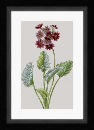 Framed Vintage Garden Varieties VI Print