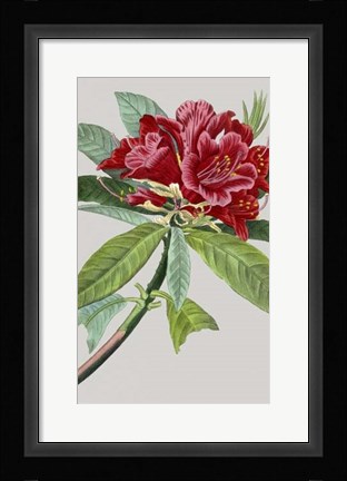 Framed Vintage Garden Varieties VII Print