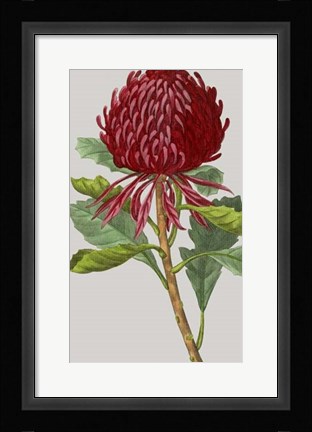 Framed Vintage Garden Varieties VIII Print