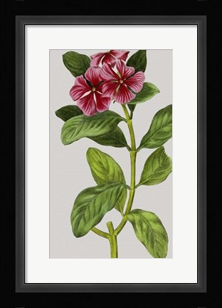 Framed Vintage Garden Varieties IX Print