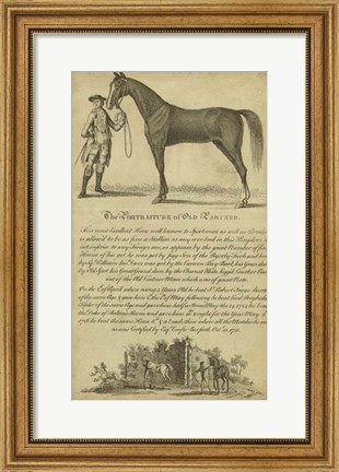 Framed Horse Portraiture II Print